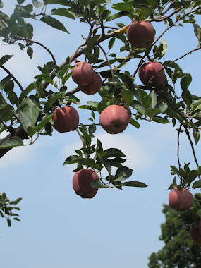 Apples Hanging from Tree