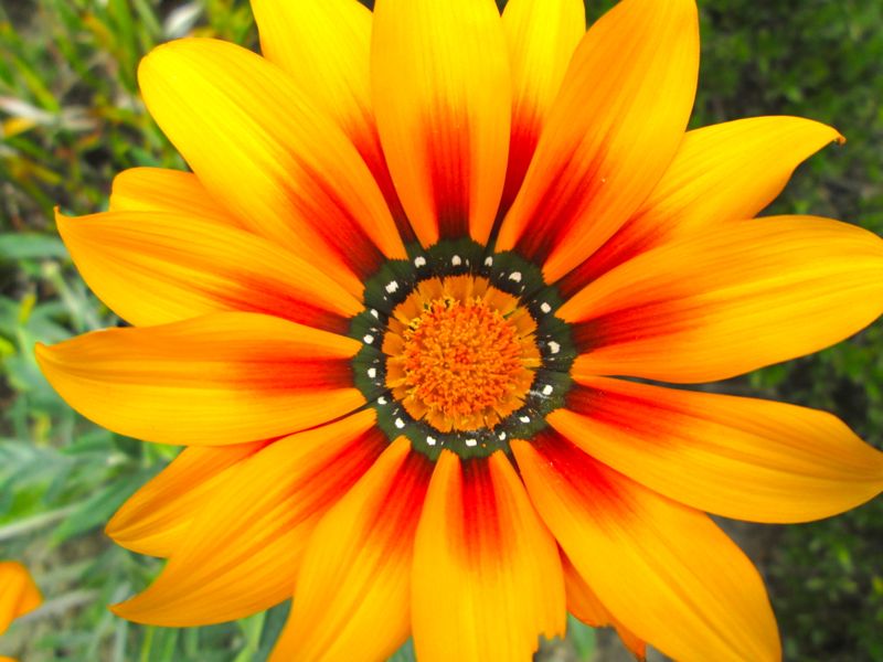 Adventures from Vietnam New Zealand FLOWERS