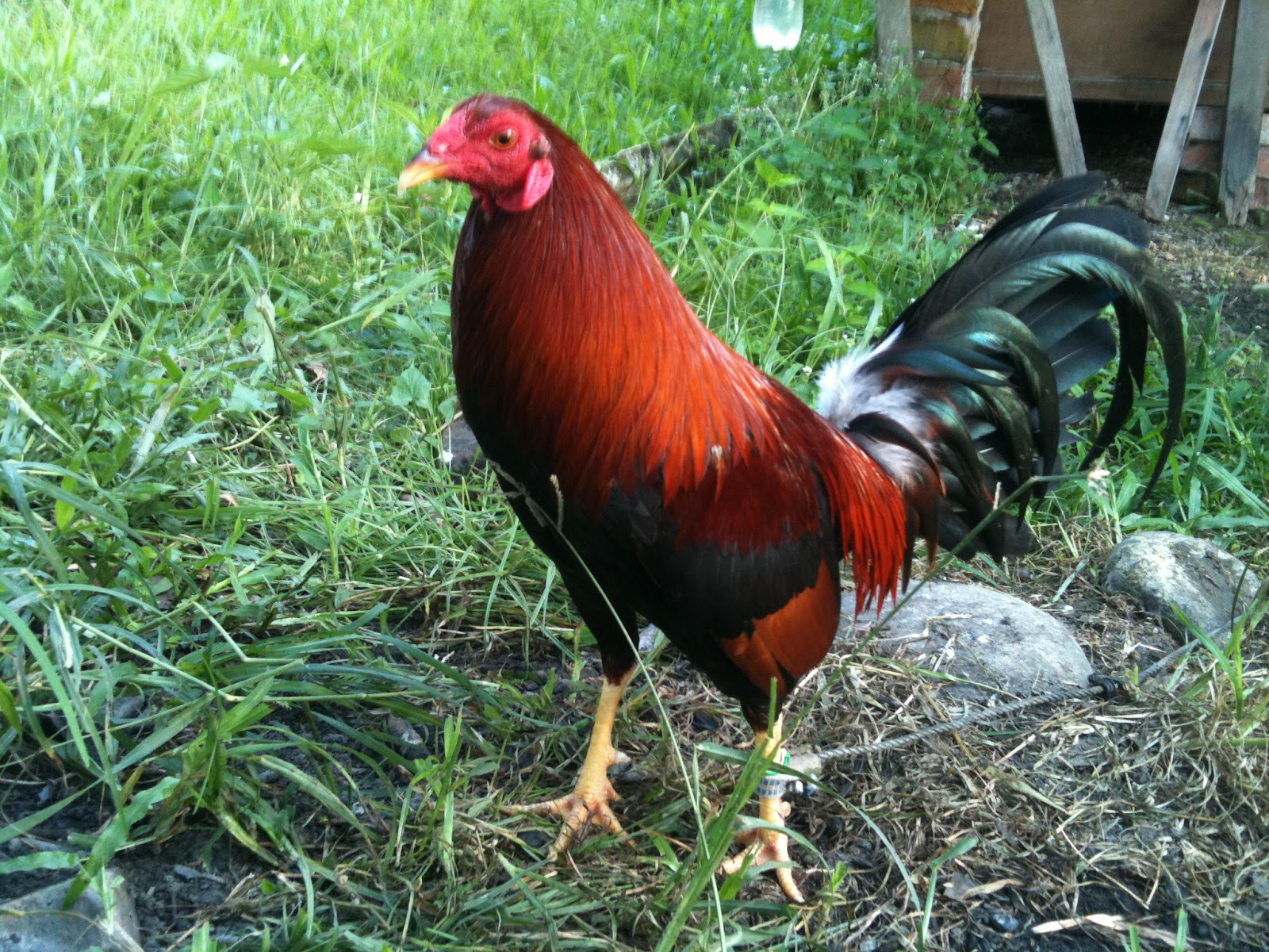 Wb8bCirj GameFarm New Sweater Kelso Cross