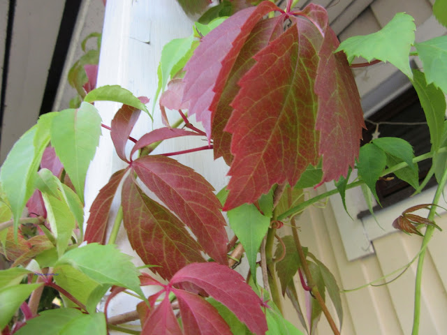 Villiviini, Parthenocissus, Virginia creeper