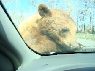 Brown Bear Bear World Bear World Brown Bear