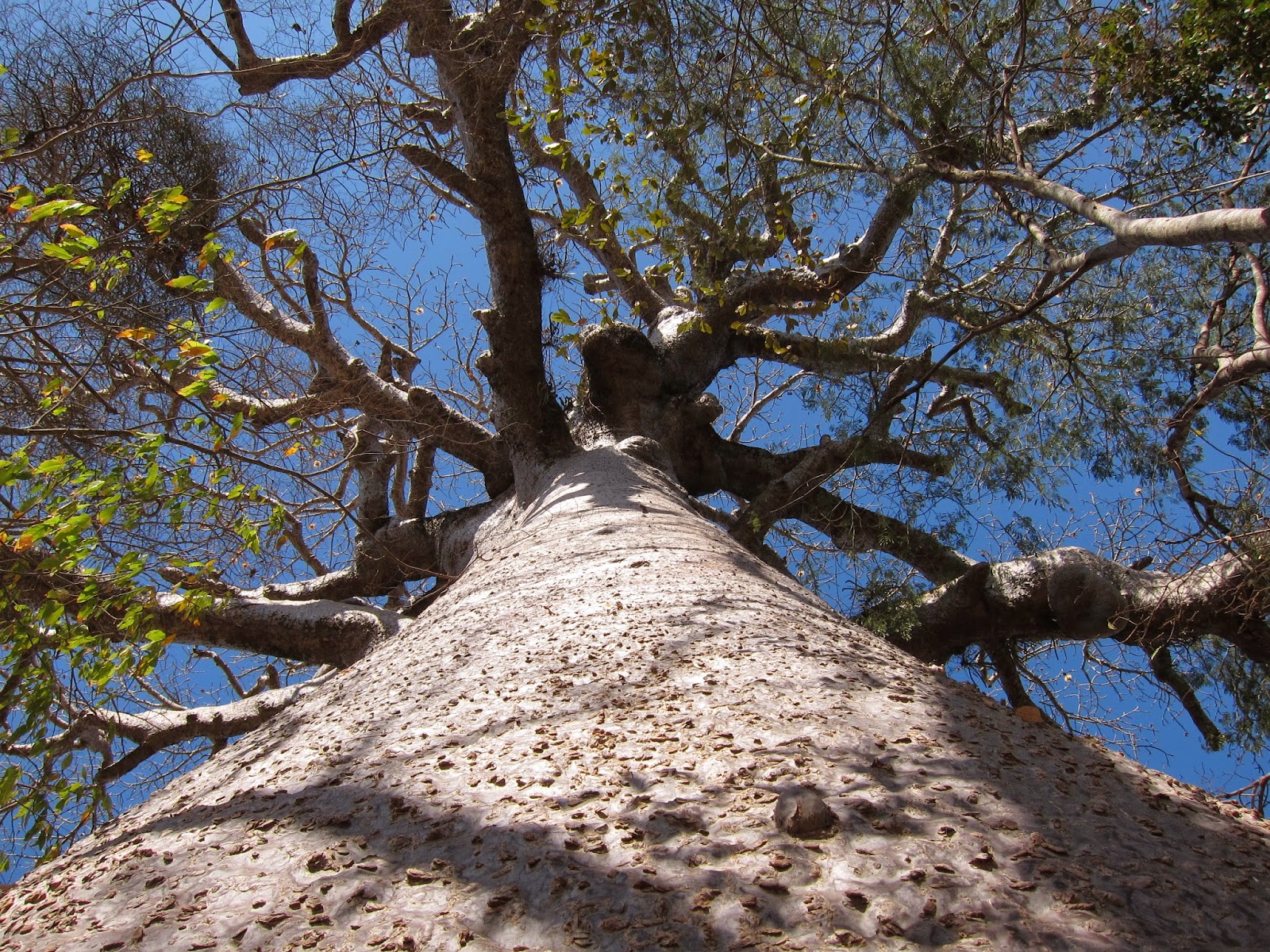 LA AVENIDA DE LOS BAOBABS La vuelta al mundo de 