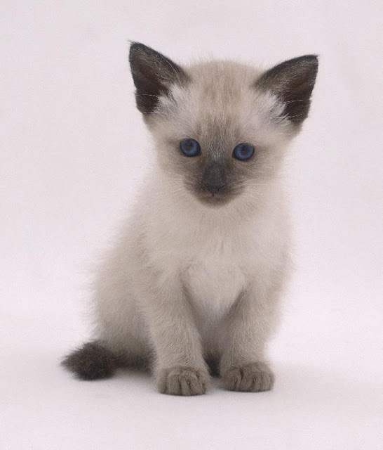 IMAGENES DE GATOS SIAMESES imagenes de gatos siameses: