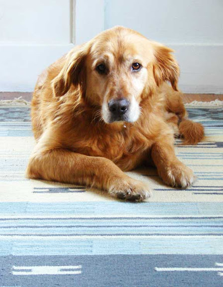 eero the dog
