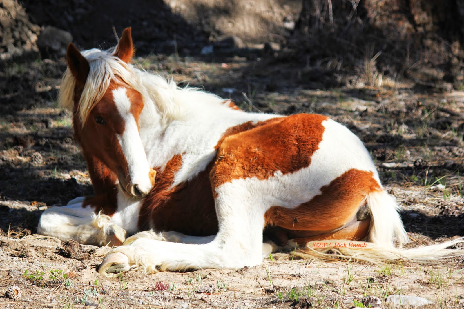 TOPONAUTIC Outdoor NewsEventsRecipes A Horse encounter of the Wild kind