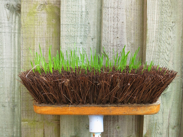 Grass growing in the bristles of a broom against a wooden fence