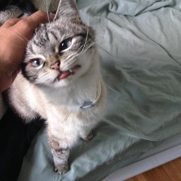 Локи - кот с вампирскими клыками Локи - кот с вампирскими клыками