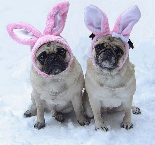 dogs wearing Easter bunny ears