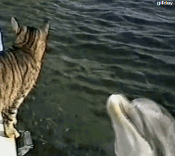 animal gifs, dolphin pets cat
