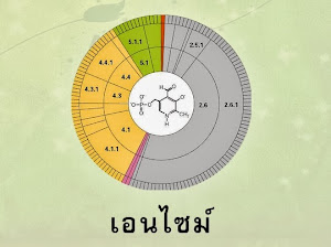 เจาะลึกเรื่องของเอ็นไซม์