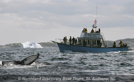 northland discovery boat tour conservation biology how is newfoundland doing a sneak northland discovery boat tour conservation biology how is newfoundland doing a sneak
