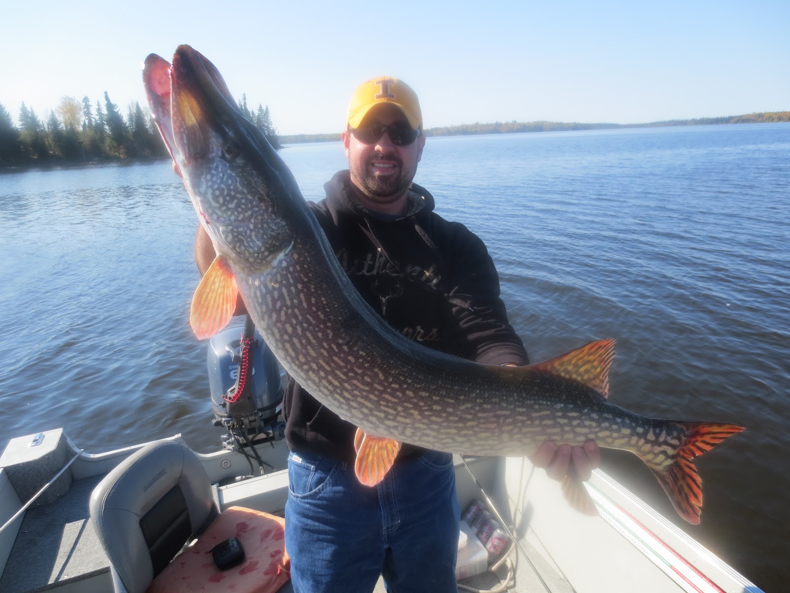 walleye pike pictures
