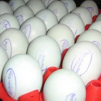 Cara Membuat Telur Asin Aneka Rasa