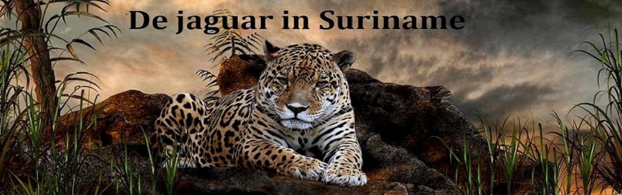 Nieuws over de jaguar in Suriname