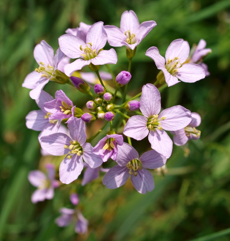 'ZIEN EN WETEN': PAASWEEK EN PINKSTEREN IN DE NATUUR.