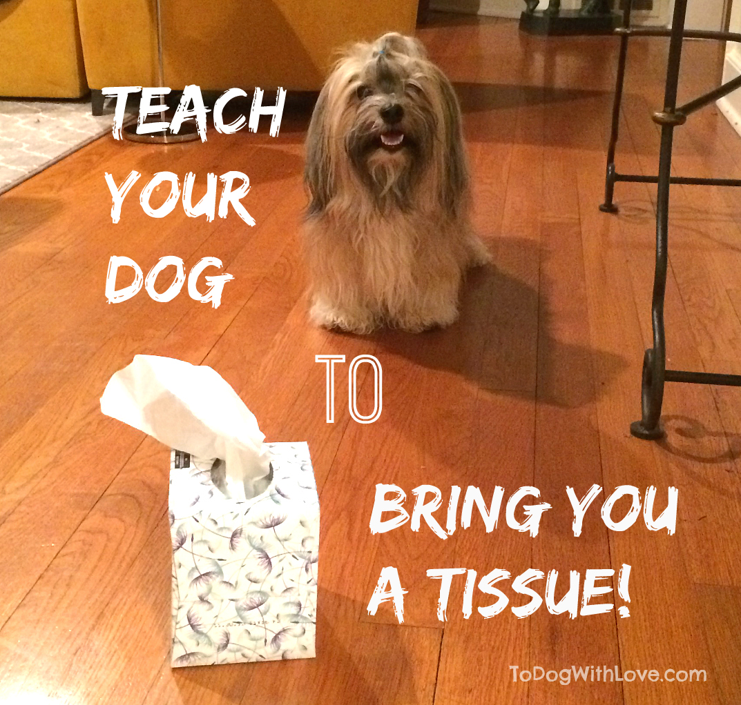 To Dog With Love Teach a Dog to Bring You a Tissue dogtricks