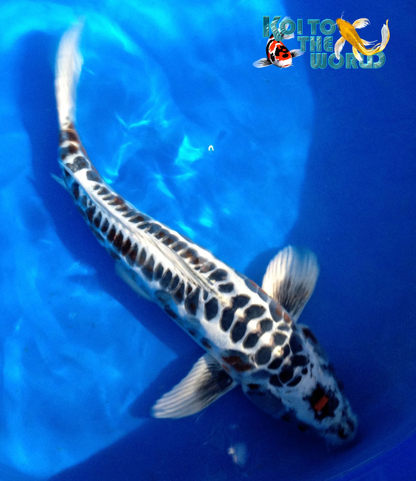 Koi To The World Blackwater Koi Farm Visit