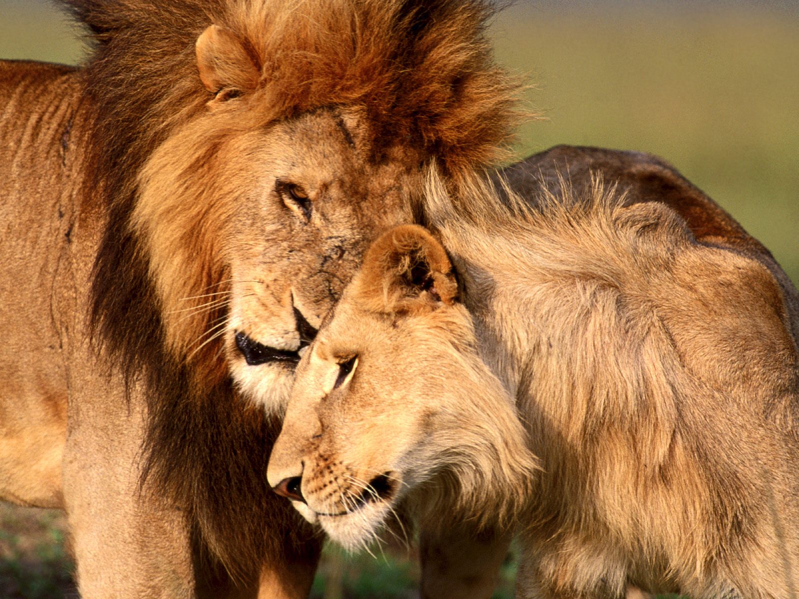 http://4.bp.blogspot.com/-81T5cX4GtPE/TdsNyR_b23I/AAAAAAAAAWo/Bavw6Wh5uw8/s1600/lion-affection-wallpapers_12835_1600x1200.jpg