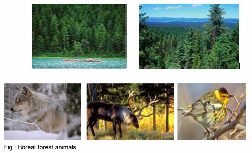 Environmental Science: Taiga or Boreal Forests (Evergreen Forests of the  North)