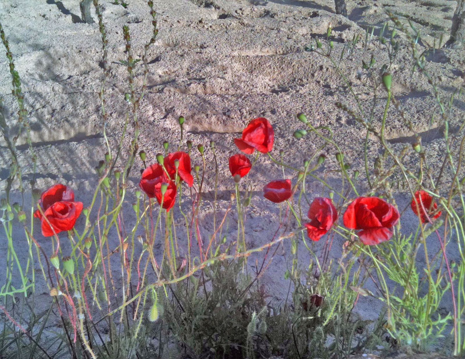 http://4.bp.blogspot.com/-81m6l05wWMM/Tc-BDv8e-3I/AAAAAAAAIk8/ZMYUsJGuEMg/s1600/poppies.jpg