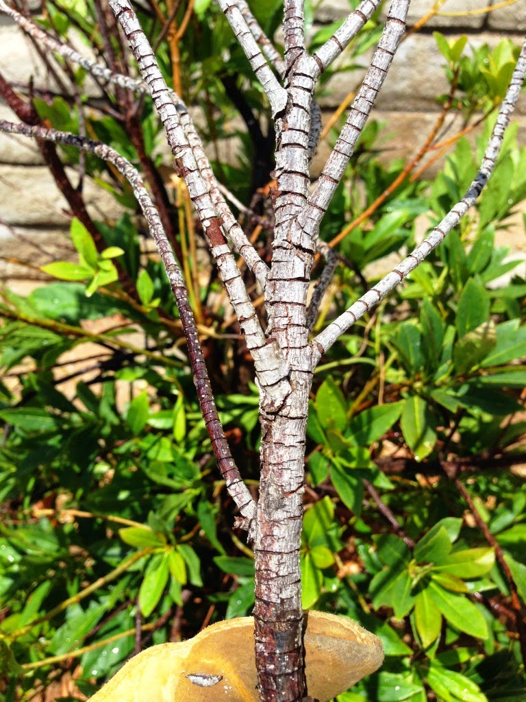 Xtremehorticulture of the Desert Pruning Japanese