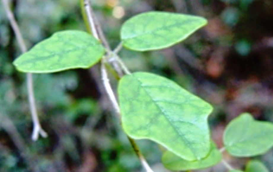 Descubierta la primera planta camaleón del mundo, Boquila trifoliolata  Una+planta+capaz+de+hacer+lo+que+un+camale%C3%B3n