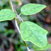 Descubierta la primera planta camaleón del mundo, Boquila trifoliolata
