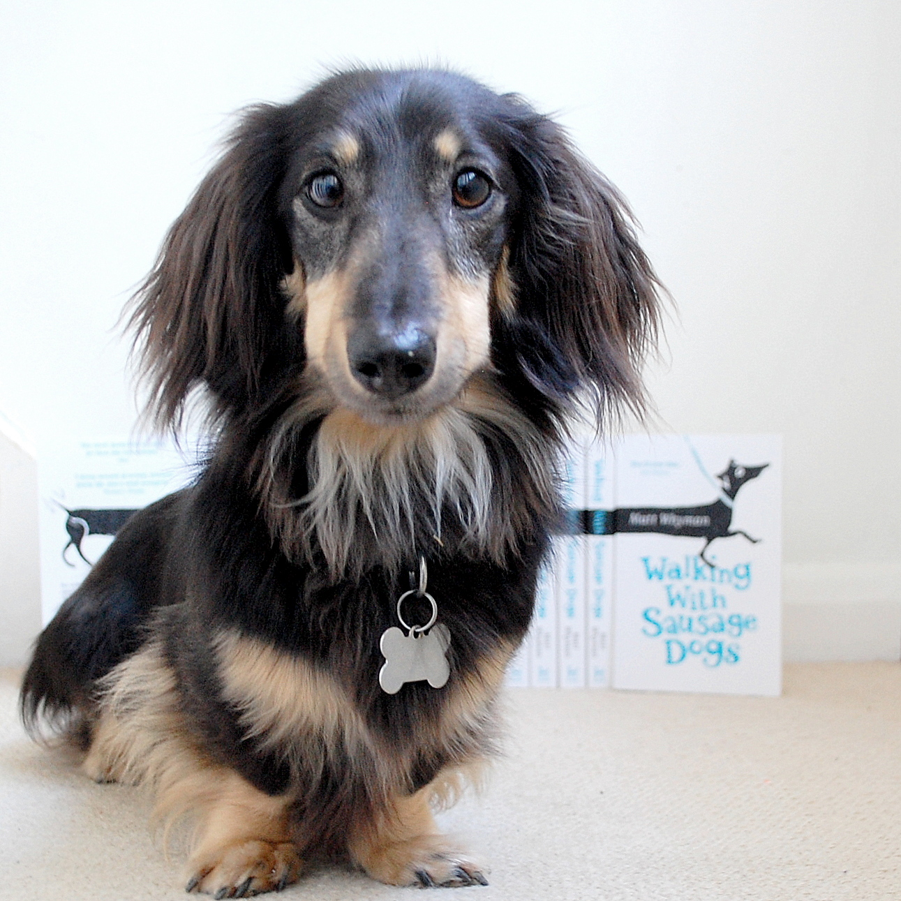 Matt Whyman Walking with Sausage Dogs