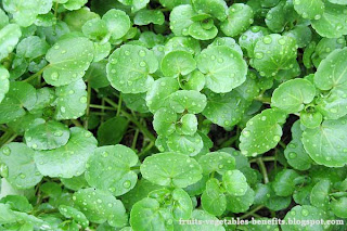benefits of eating watercress benefits_of_eating_watercress_fruits-vegetables-benefits.blogspot.com(3)