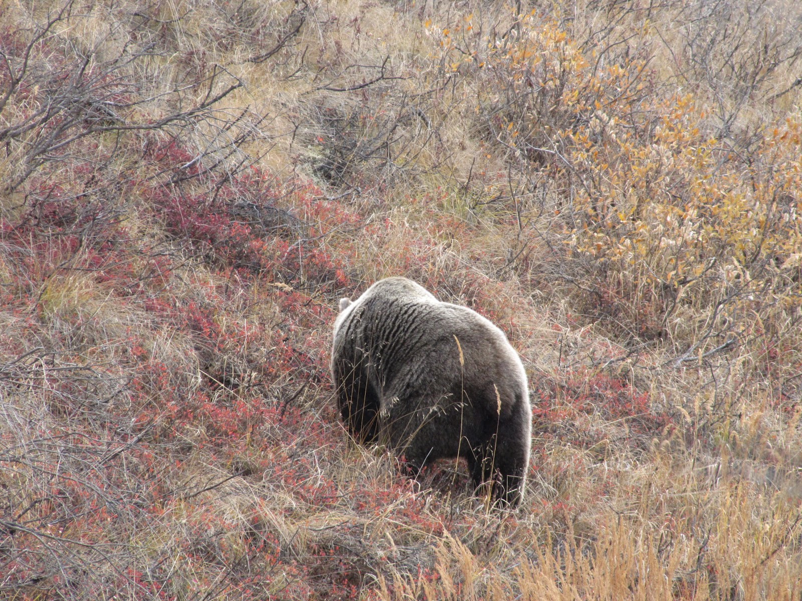 AKStafford Denali National Park The Bears