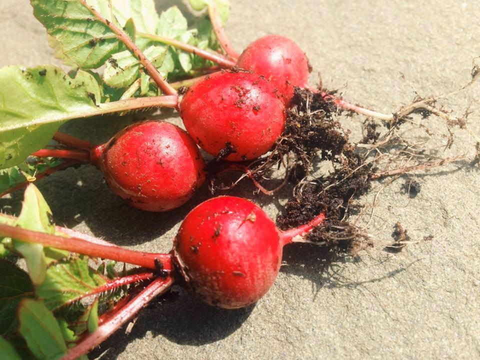Linn Acres Farm How to Grow Radishes in Containers