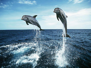 dolphin wallpaper animal sea dolphins lumba-lumba