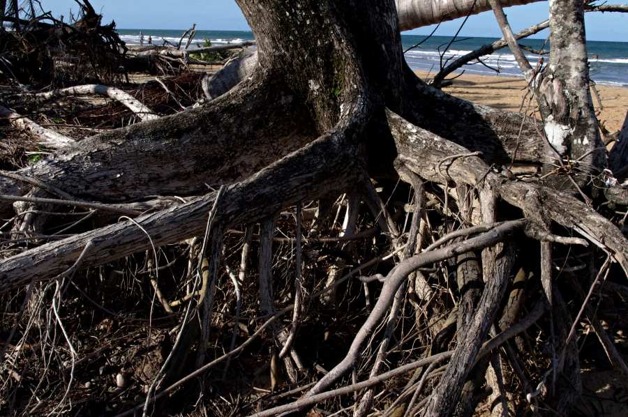 Beach Almond roots Roots of Terminalia catappa