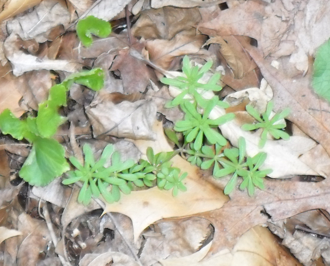 Backyard Patch Herbal Blog Cleavers Herb of the Week