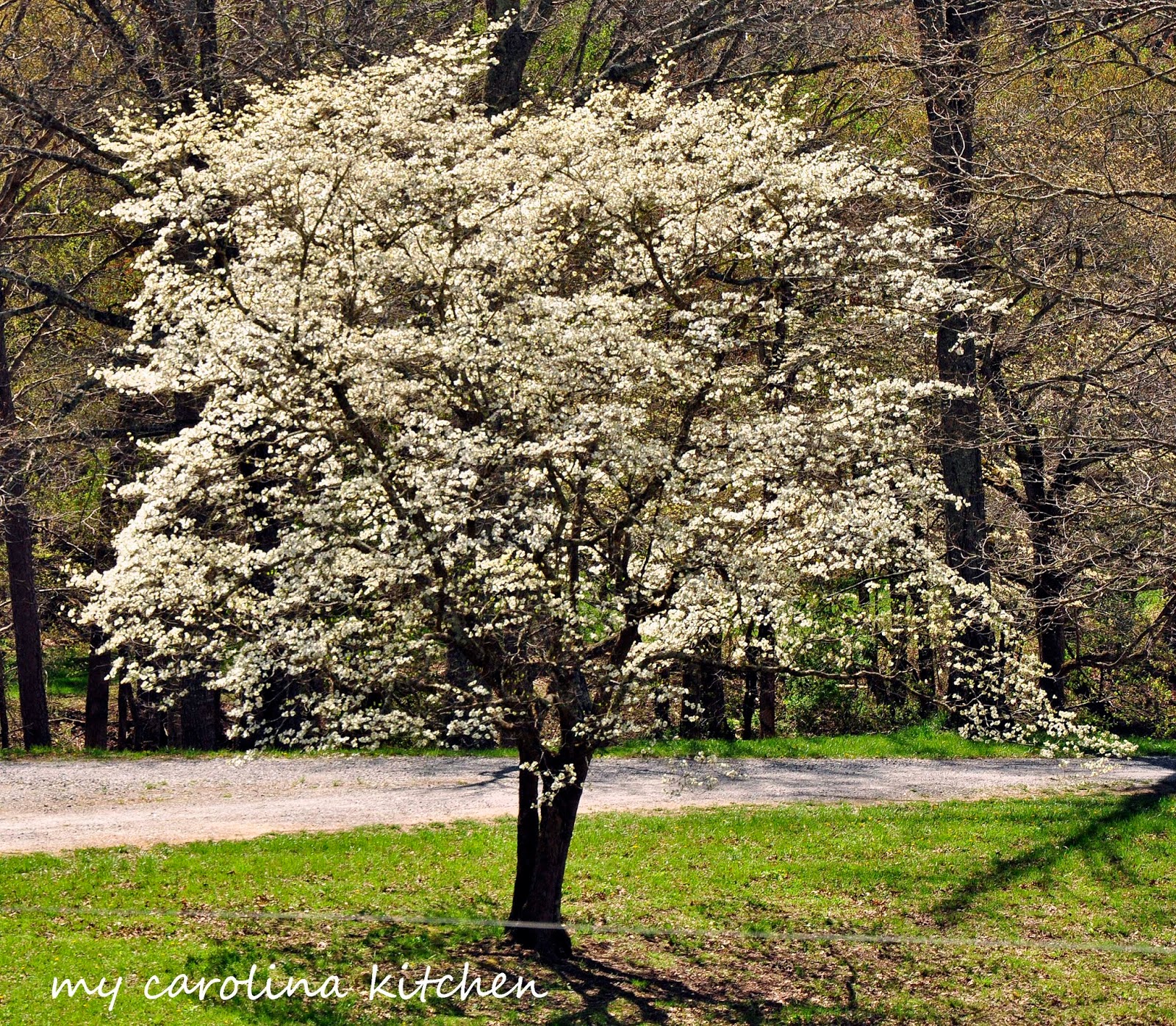 My Carolina Kitchen Wild Dogwoods