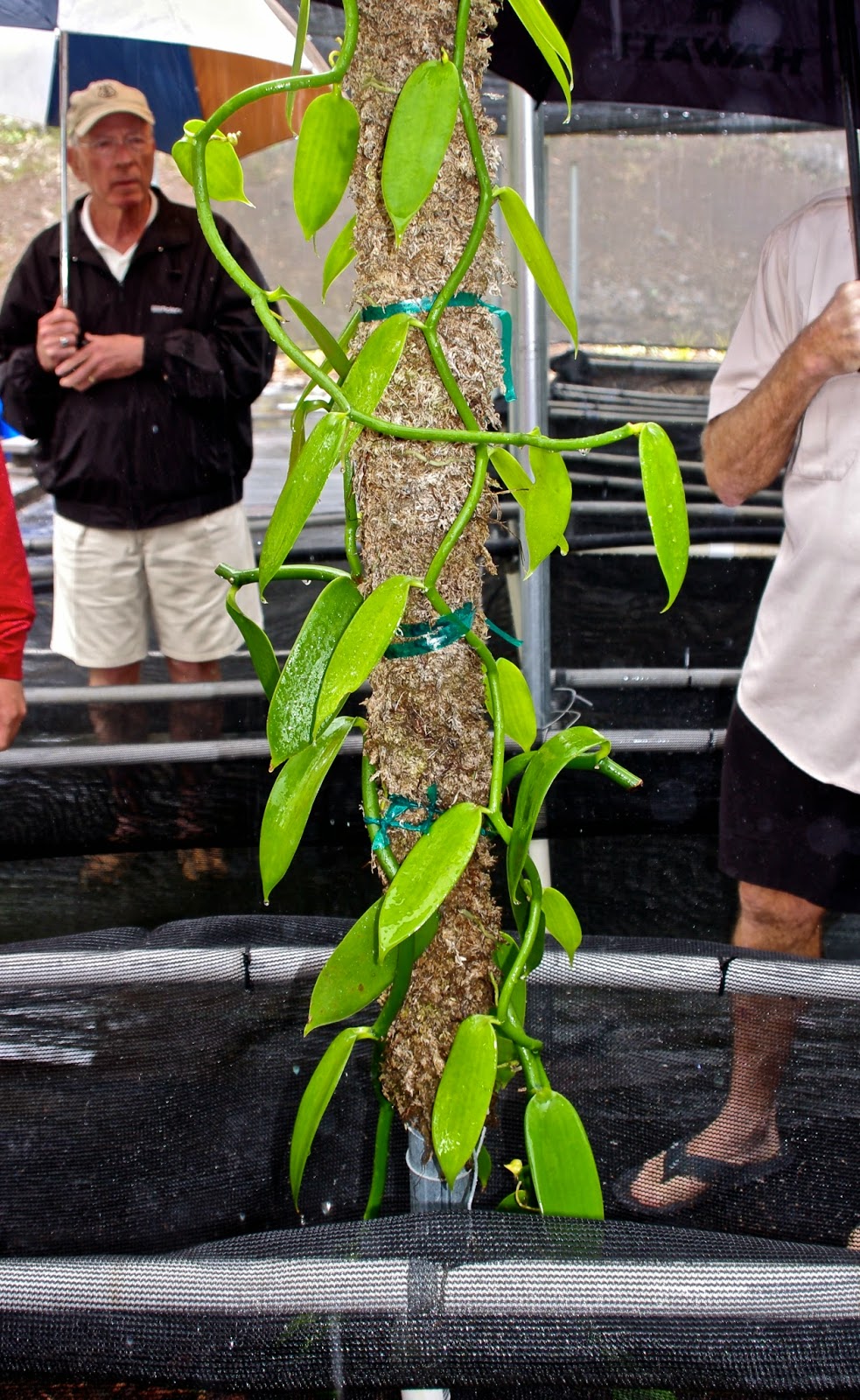 Champagne Wishes and RV Dreams Hawaii The Big Island! Aloha, flowers