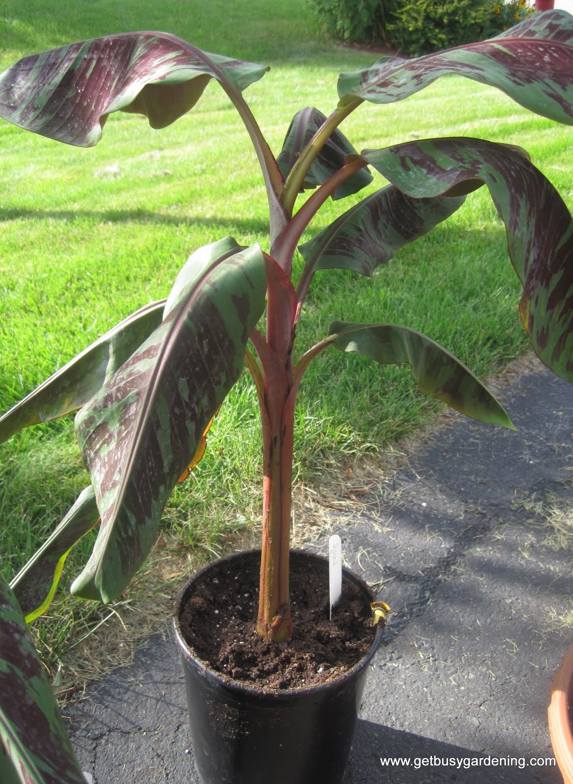 How To Propagate Banana Plants Get Busy Gardening
