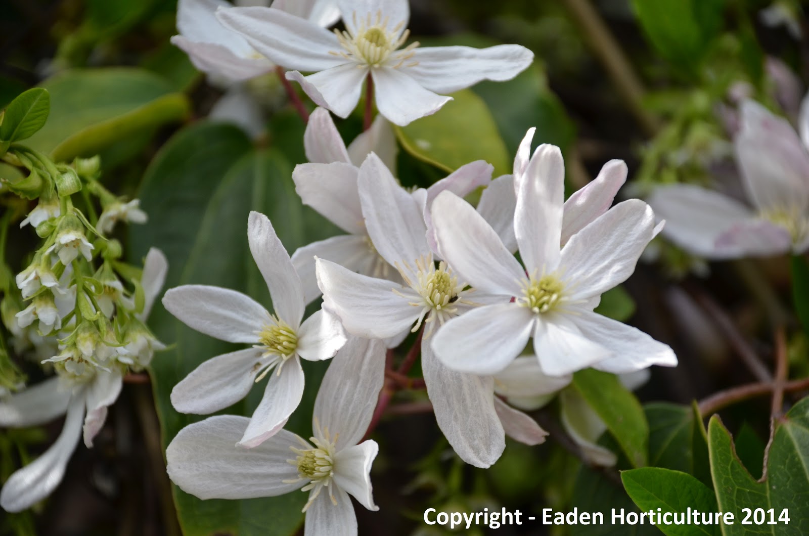 THE EVERGREEN CLEMATIS Clematis armandii The Garden of Eaden