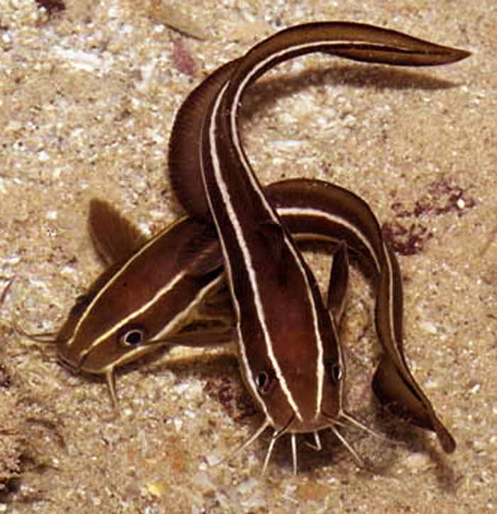 Life under the blue water The Striped eel catfish an interesting
