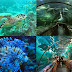 Seaworld Ancol (Seaworld Indonesia)