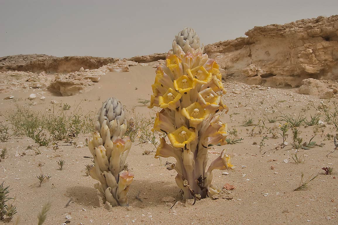Desert Plants,Flowers,Trees cini clips