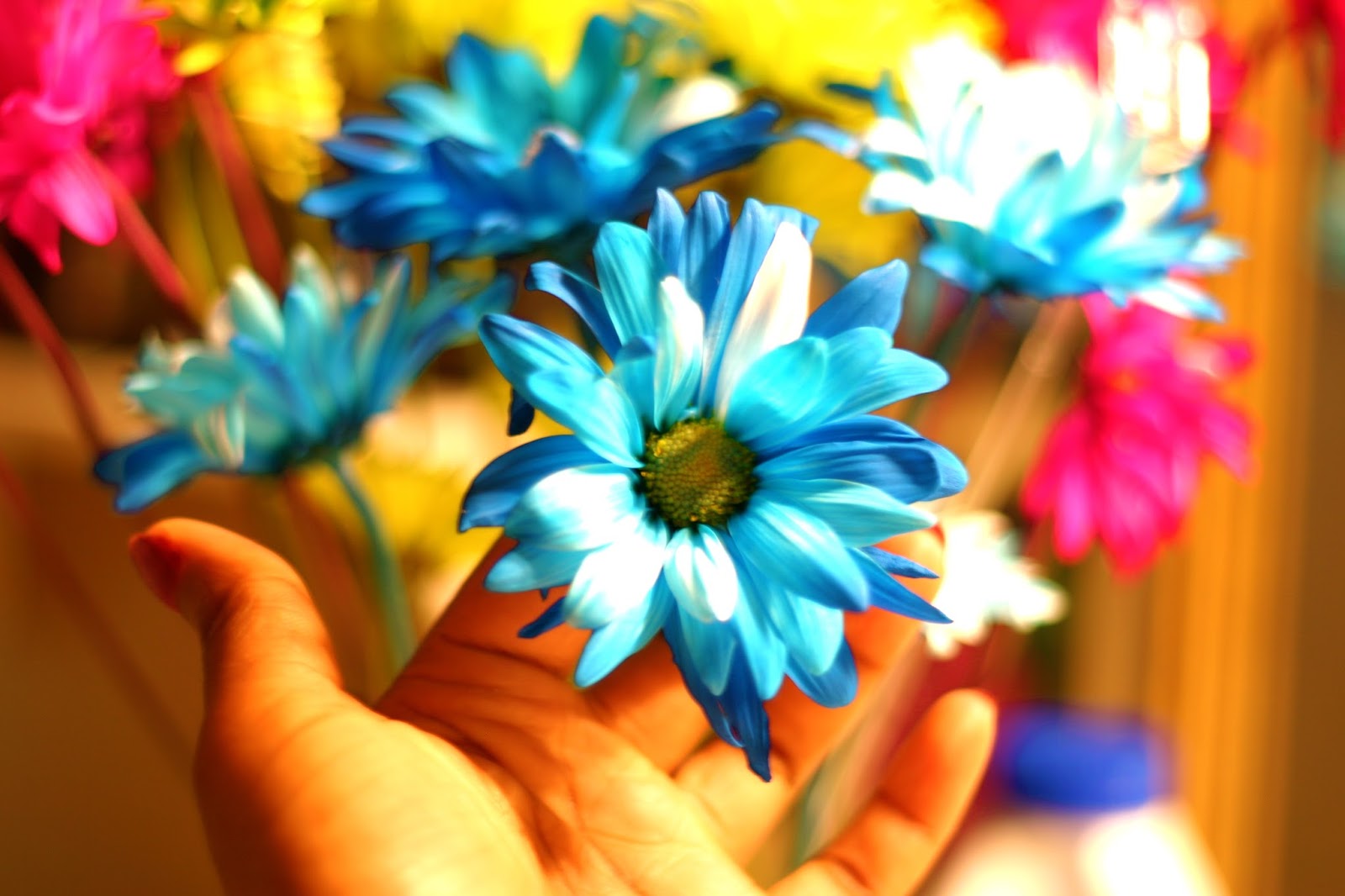 How to revive your Flowers... Journey of A Sunflower