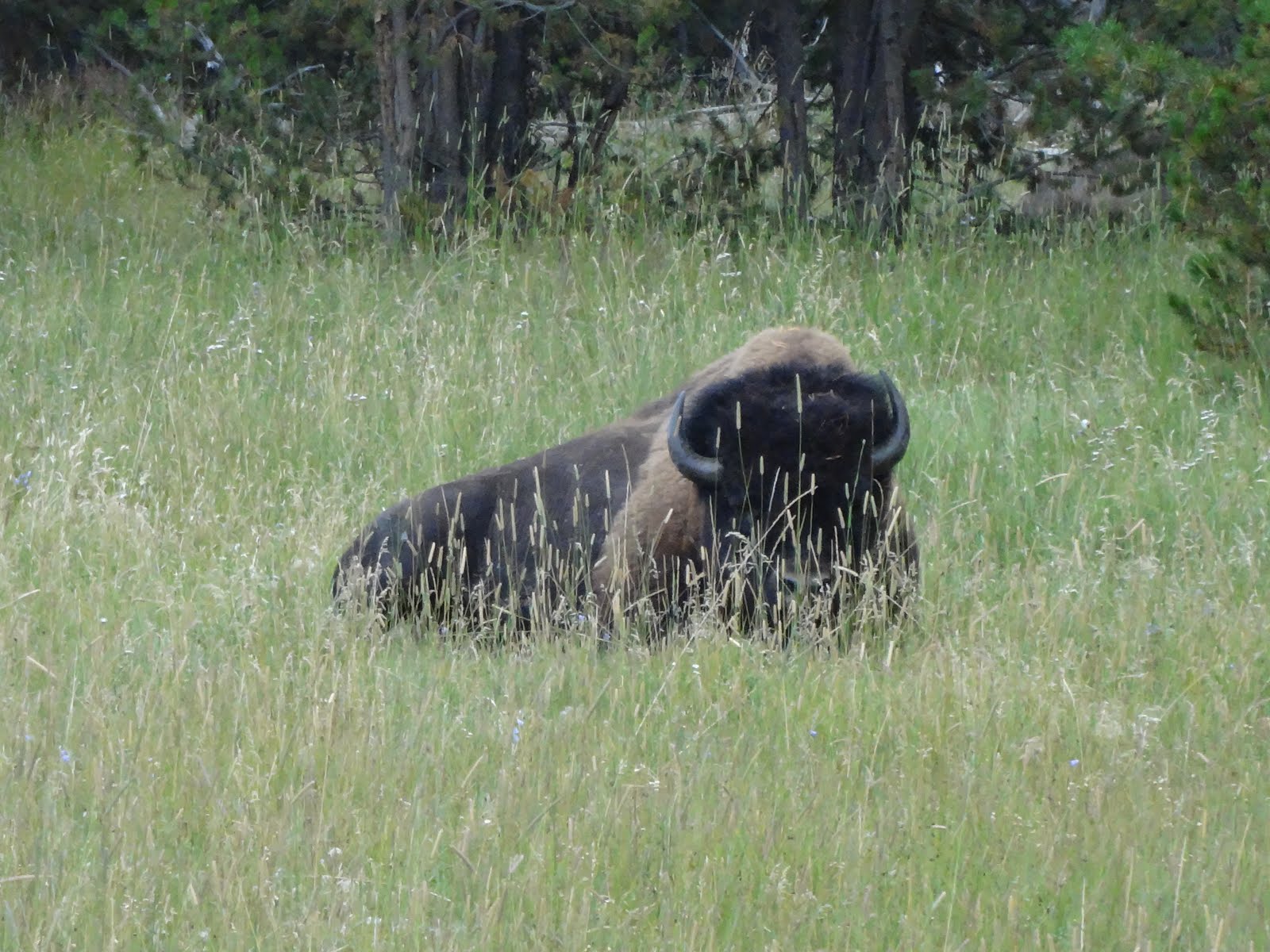 Yellowstone Buffalo Bull