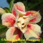 When will adenium desert rose plants bloom after planting them?