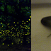 Luzes da natureza