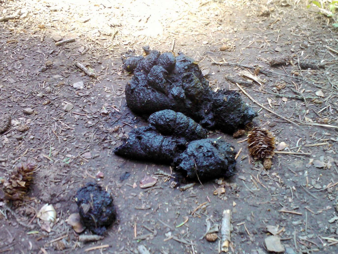 Dog Eat Dirt Black Poop Dog Eat Dirt Black Poop