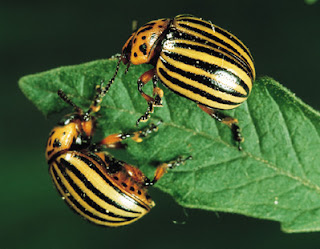 Daunatorii legumelor