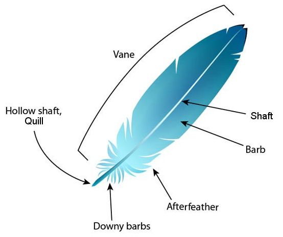 The Parts of a Feather and How Feathers Work