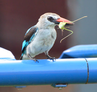 Woodland Kingfisher