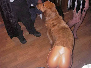 Funny DOG Pictures